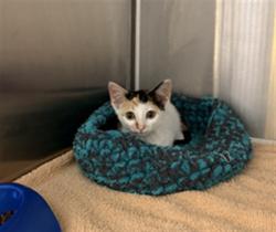 Shelter Stray Female Cat last seen WALMART SPARKMAN DRIVE, 4950 SW Triana Blvd, Huntsville, AL 35805, USA