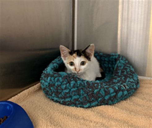 Shelter Stray Female Cat last seen WALMART SPARKMAN DRIVE, 4950 SW Triana Blvd, Huntsville, AL 35805, USA