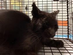 Shelter Stray Female Cat last seen MARION DR MOUNT DORA, 12280 County Rd 448, Tavares, FL 32778, USA