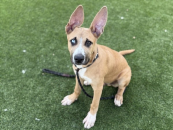 Shelter Stray Male Dog last seen , 3201 Lacy St, Los Angeles, CA 90031, USA
