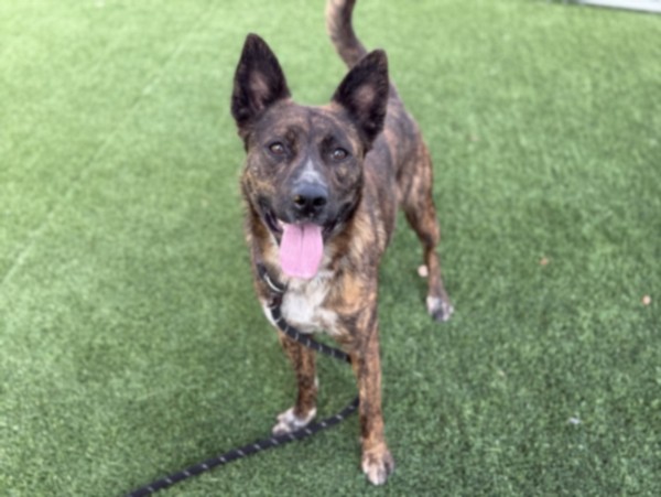 Shelter Stray Female Dog last seen , 3201 Lacy St, Los Angeles, CA 90031, USA