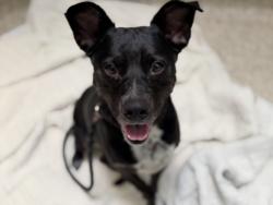 Shelter Stray Female Dog last seen , 3201 Lacy St, Los Angeles, CA 90031, USA