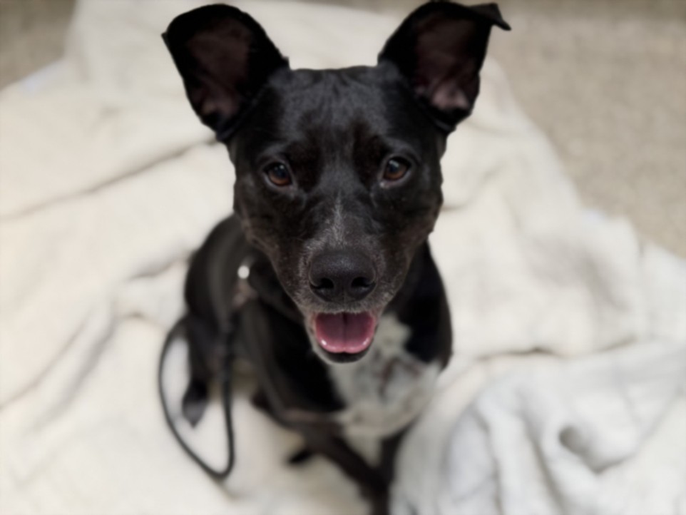 Shelter Stray Female Dog last seen , 3201 Lacy St, Los Angeles, CA 90031, USA