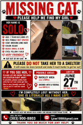 Lost Female Cat last seen 49th and Lowell, Denver, CO 80221