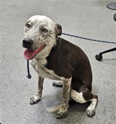 Shelter Stray Female Dog last seen , 3201 Lacy St, Los Angeles, CA 90031, USA