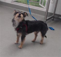 Shelter Stray Male Dog last seen FRANKLIN / LWR PAC HEIGHTS, 1419 Bryant St, San Francisco, CA 94103, USA