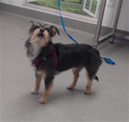 Shelter Stray Male Dog last seen FRANKLIN / LWR PAC HEIGHTS, 1419 Bryant St, San Francisco, CA 94103, USA