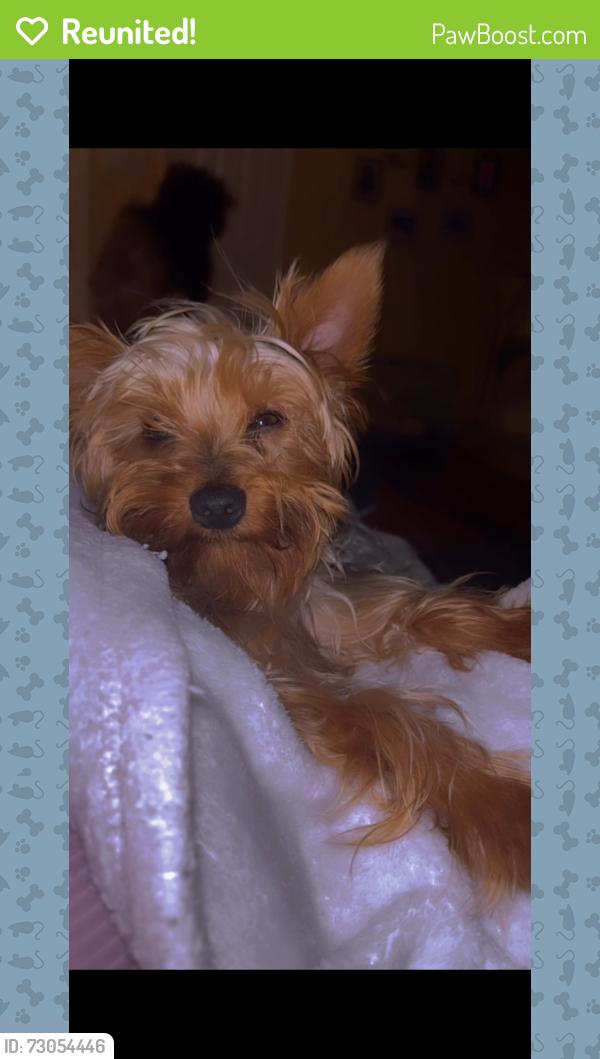 Reunited Male Dog last seen Bethany and post ave San Leandro , San Leandro, CA 94579