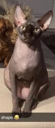 Reunited Male Cat last seen Etowah preserve, Dawsonville, GA 30534