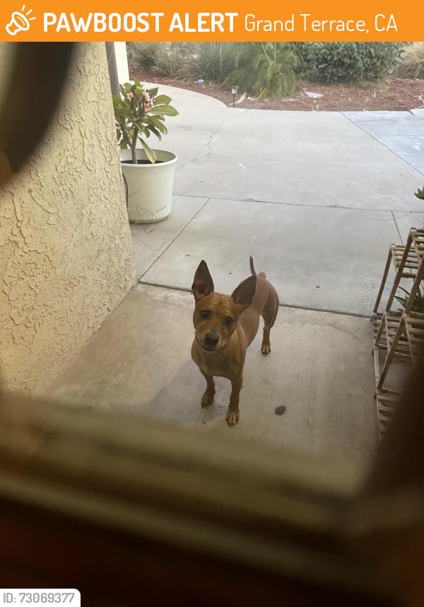 Found/Stray Male Dog last seen By Terrace Hills Middle School, Grand Terrace, CA 92313