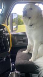 Reunited Male Dog last seen Near and 20 by secretary of state, Elgin, IL 60123