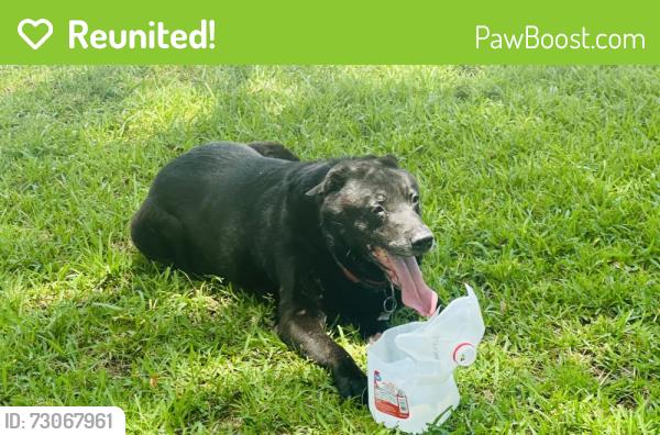 Reunited Unknown Dog last seen Sandlake , Doctor Phillips, FL 32819