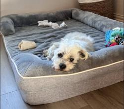 Reunited Male Dog last seen Bonanza and 1827, Princeton, TX 75071