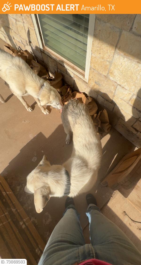 Found/Stray Male Dog last seen Tyson plant, Amarillo, TX 79108