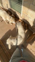 Found/Stray Male Dog last seen Tyson plant, Amarillo, TX 79108