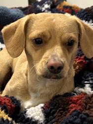Lost Male Dog last seen South gate ave, independence or liberty, post, South Gate, CA 90280