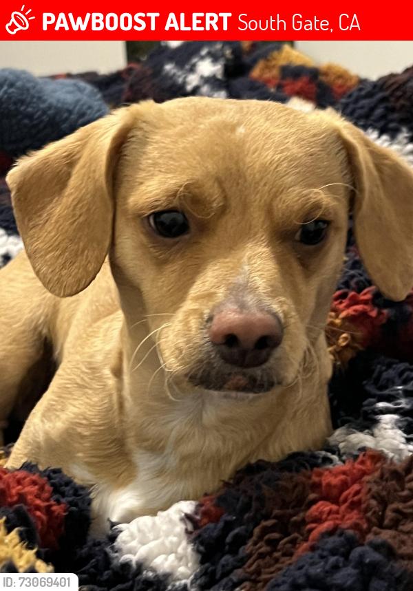 Lost Male Dog last seen South gate ave, independence or liberty, post, South Gate, CA 90280