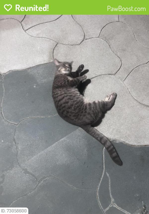 Reunited Unknown Cat last seen 6th ave and Taylor , Alameda, CA 94501