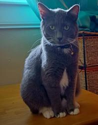 Reunited Male Cat last seen Louisiana and Arkansas, St. Louis, MO 63118