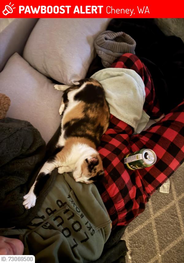 Lost Female Cat last seen Starbucks , Cheney, WA 99004