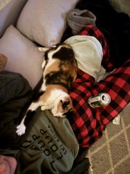 Lost Female Cat last seen Starbucks , Cheney, WA 99004