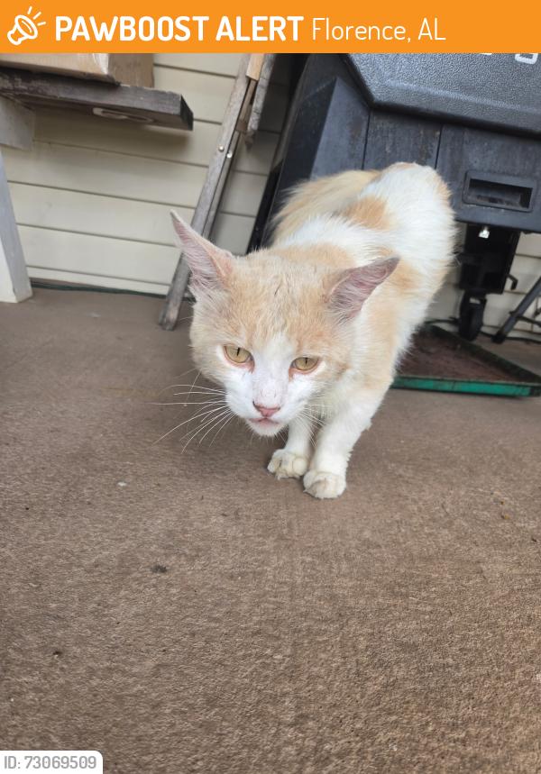 Found/Stray Male Cat last seen Huntsville Road Florence, AL, Florence, AL 35630