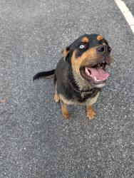 Found/Stray Female Dog last seen Near Abernathy rd, Whitsett, NC 27377
