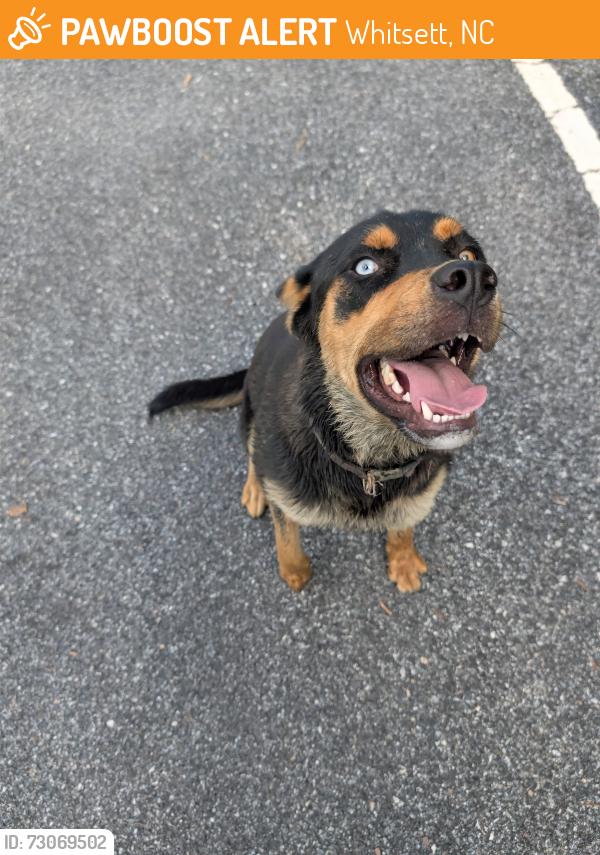 Found/Stray Female Dog last seen Near Abernathy rd, Whitsett, NC 27377