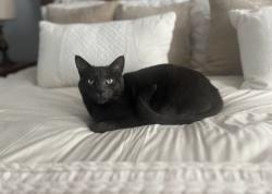 Lost Female Cat last seen Fox Road, Knoxville, TN 37922