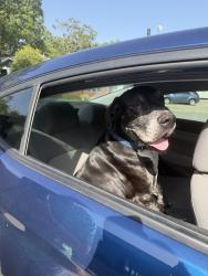 Found/Stray Male Dog last seen Markham St, Little Rock, AR 72207