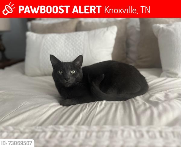 Lost Female Cat last seen Fox Road, Knoxville, TN 37922