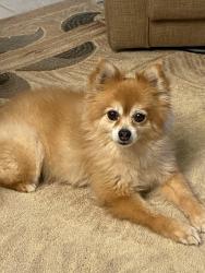 Lost Female Dog last seen Laura dr, Thousand Palms, CA 92276