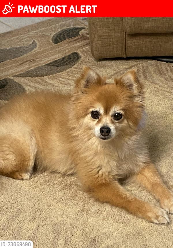 Lost Female Dog last seen Laura dr, Thousand Palms, CA 92276