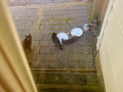 Reunited Female Cat last seen Dutchess Dr. and Smallwood Ct., Cary, NC 27513