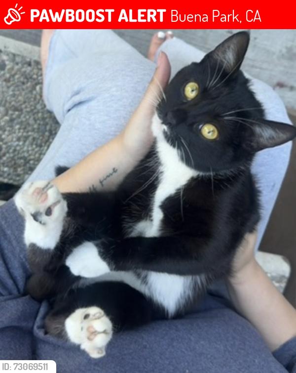 Lost Female Cat last seen Buena Park, Buena Park, CA 90621