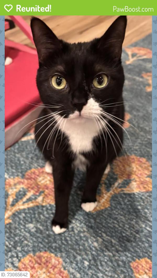 Reunited Female Cat last seen Old dominion and Langston blvd, Arlington, VA 22207