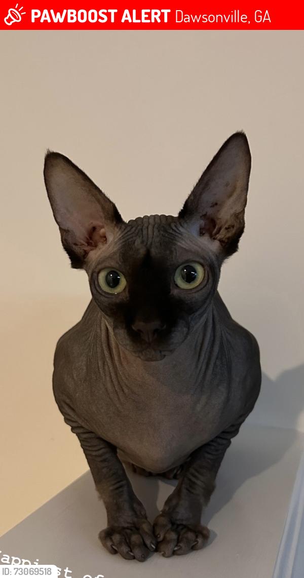 Lost Male Cat last seen Etowah preserve, Dawsonville, GA 30534