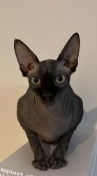 Lost Male Cat last seen Etowah preserve, Dawsonville, GA 30534