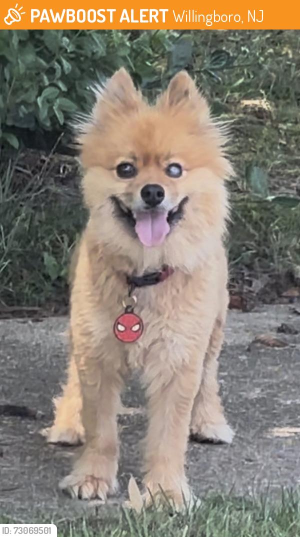 Found/Stray Male Dog last seen Near Twisting Lane, Willingboro, NJ 08046 and 257 Tiffany Lane, Willingboro, NJ 08046, Willingboro, NJ 08046