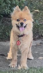 Found/Stray Male Dog last seen Near Twisting Lane, Willingboro, NJ 08046 and 257 Tiffany Lane, Willingboro, NJ 08046, Willingboro, NJ 08046