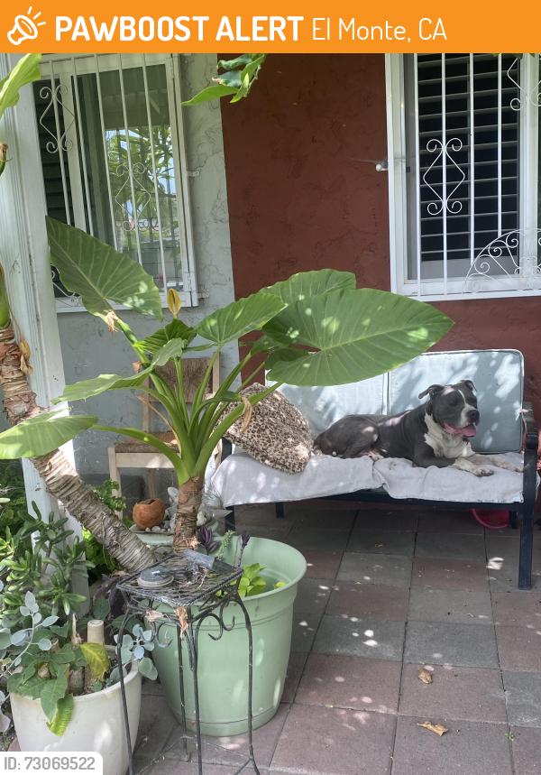 Found/Stray Male Dog last seen Poinsettia / Durfee, El Monte, CA 91732