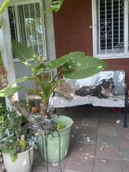 Found/Stray Male Dog last seen Poinsettia / Durfee, El Monte, CA 91732