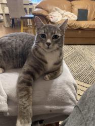 Lost Male Cat last seen Taft and Pattison St, Eugene, OR 97402