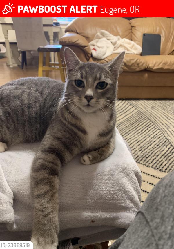 Lost Male Cat last seen Taft and Pattison St, Eugene, OR 97402