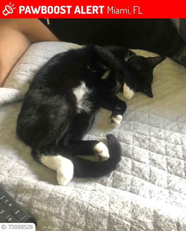 Lost Female Cat last seen SW 134 Ct. & 99 st, Miami, FL 33186