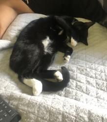 Lost Female Cat last seen SW 134 Ct. & 99 st, Miami, FL 33186