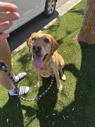 Found/Stray Male Dog last seen Manzanita Dive and Saratoga, San Jose, CA 95117
