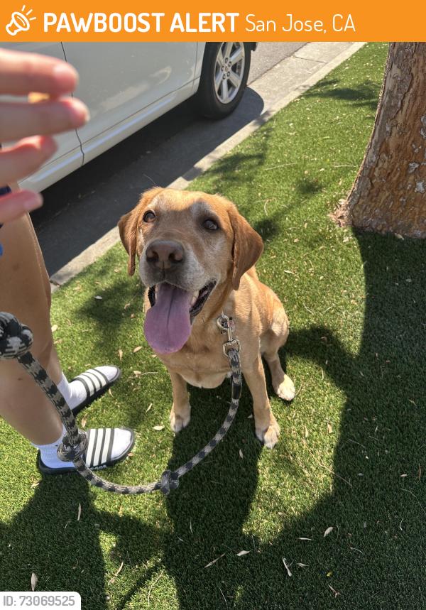 Found/Stray Male Dog last seen Manzanita Dive and Saratoga, San Jose, CA 95117