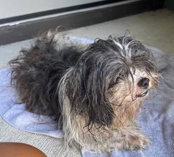 Found/Stray Male Dog last seen Fruitville Rd and Lakewood Ranch Blvd, Sarasota, FL, Sarasota County, FL 34240