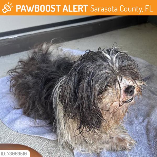 Found/Stray Male Dog last seen Fruitville Rd and Lakewood Ranch Blvd, Sarasota, FL, Sarasota County, FL 34240